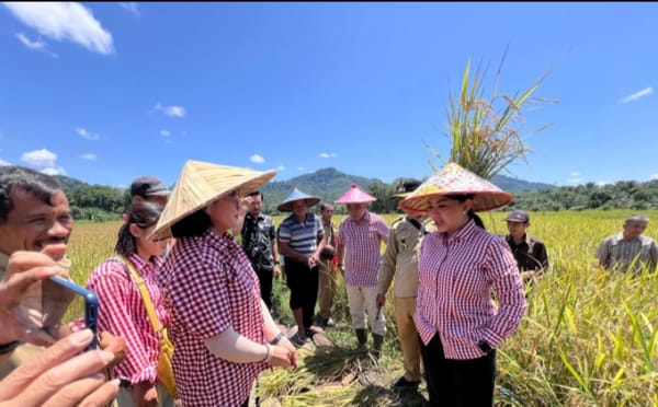 Periode November 2025 LTT Padi Kabupaten Landak Tertinggi di Kalbar