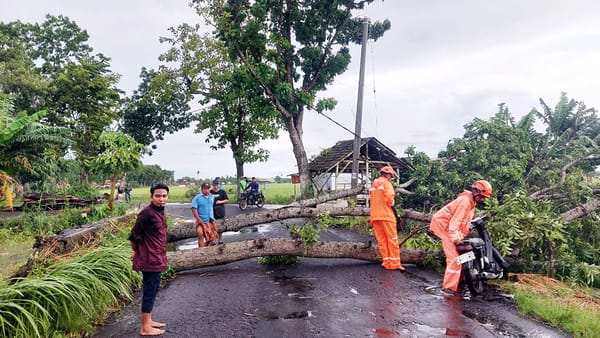 Mitigasi Bencana Lumajang: Jaga Pohon Di Sekitar Rumah Dan Jalan, Cegah Pohon Tumbang