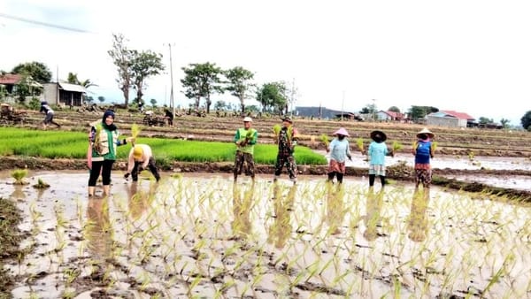Babinsa Koramil 1425-01/Binamu Menyatu di Sawah, Tanam Harapan Bersama Petani