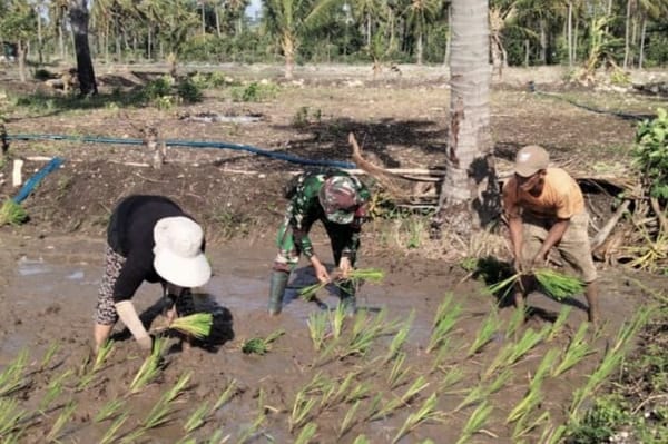 Babinsa Koramil 1425-05 Batang, Turun Ke Sawah, Petani Gaspoll Percepatan Masa Tanam