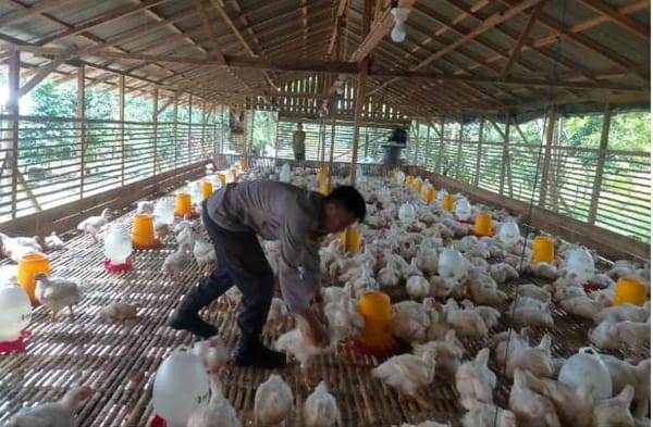 Pasokan Ayam Belum Ideal, Peternak Palangka Raya Diminta Atur Ritme Produksi
