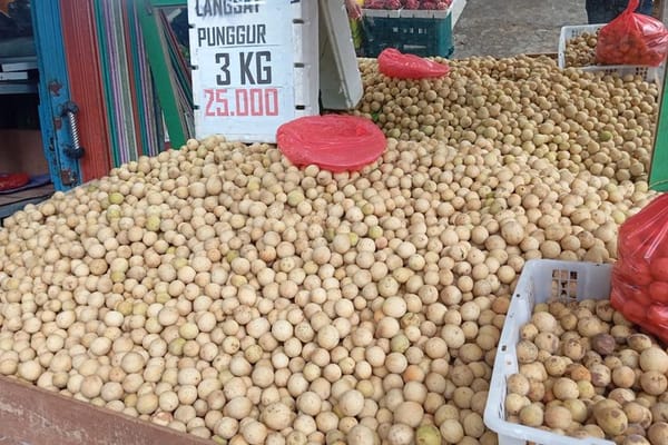 Misteri Manisnya Buah Langsat Punggur, Butuh Penanganan Khusus