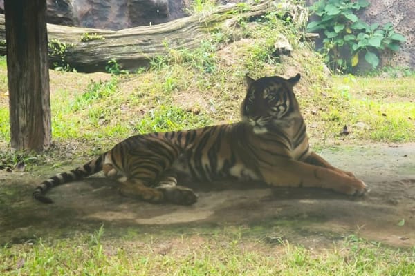 Plt Gubernur Riau SF Hariyanto, Imbau Masyarakat Cari Tempat Berlindung Jika Lihat Harimau Berkeliaran