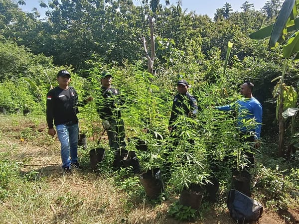 Sat Resnarkoba Polres Aceh Besar Musnahkan Ladang Ganja, Seorang Tersangka Ditangkap