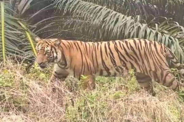 Kembali Muncul Di Kab.Pelalawan, Sosok Harimau Sumatra Terekam Dengan Jelas Duduk Di Pinggir Hutan.