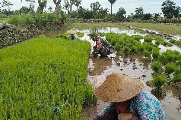 Kebersamaan di Tengah Lumpur, Babinsa Koramil 04/Kelara Kodim 1425/Jeneponto Bantu Petani Hadapi Musim Tanam