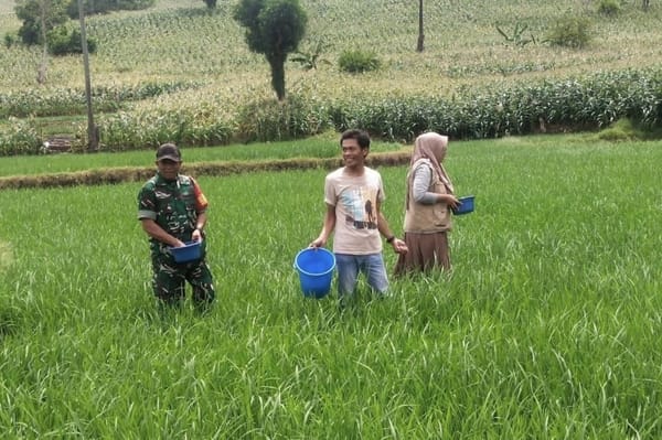 Babinsa Kodim 1425/Jeneponto Lakukan Pemetaan Pertumbuhan Padi di Wilayah, Pastikan Produktivitas Terjaga