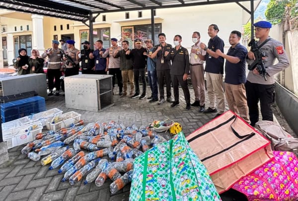 Aparat Gabungan Berhasil Gagalkan Penyelundupan 114 Satwa Liar Endemik Papua