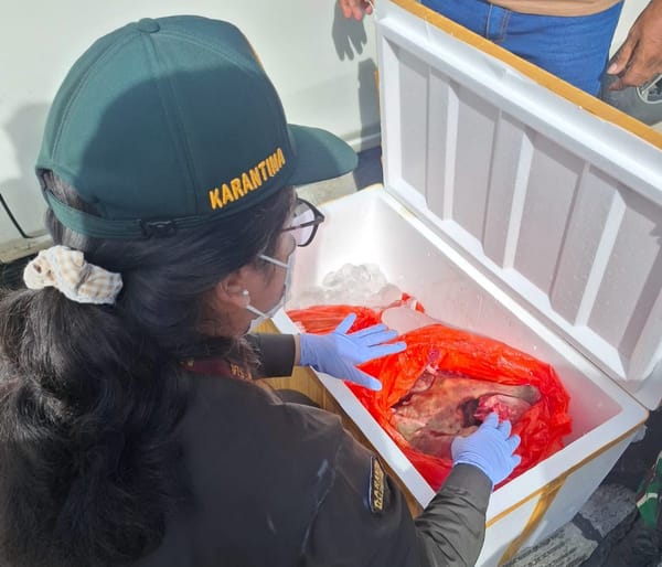 Karantina Maluku Utara Tahan 150 kg Daging Anjing Tanpa Dokumen