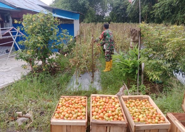 Dekat dengan Rakyat, Babinsa Labuan Amas Utara Bantu Petani Panen Tomat