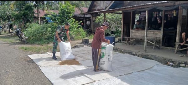 Wujud Kemanunggalan TNI-Rakyat, Babinsa BAS Bantu Petani Jemur Padi