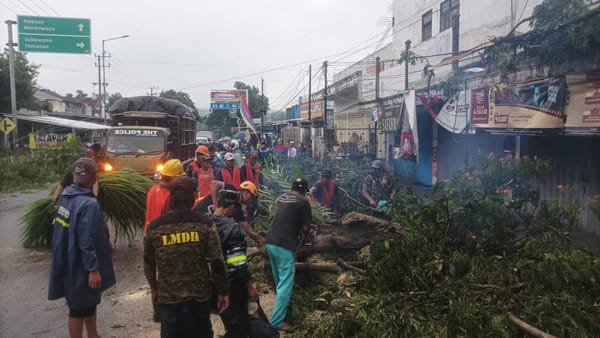 Angin Kencang Terjang Jalur Nasional Jember–Bondowoso, Pohon Tumbang Timpa Pengendara dan Ganggu Lalu Lintas