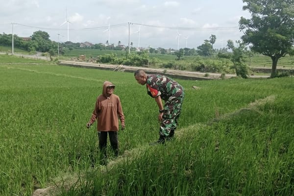 Babinsa Kodim 1425/Jeneponto Tinjau Kondisi Tanaman Padi Binaan
