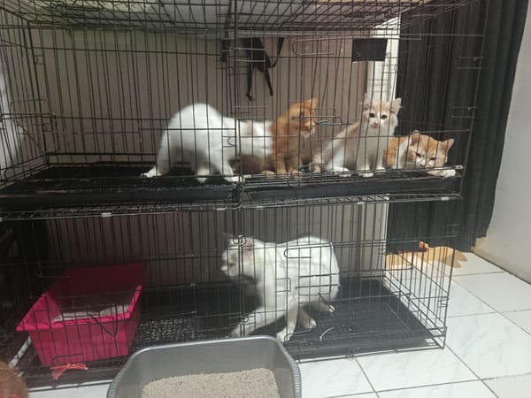 Menjaga yang Bukan Miliknya: Suka Duka Suci Ramadhani Mengelola Hotel Kucing Saat Mudik Lebaran