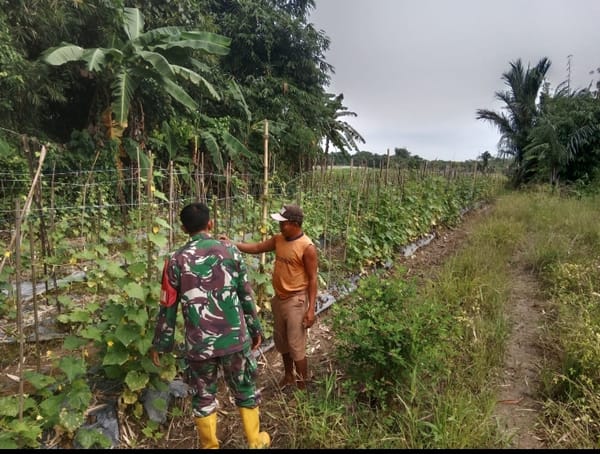 Babinsa dan Petani Bersinergi, Ketahanan Pangan di Labuan Amas Utara Makin Kuat