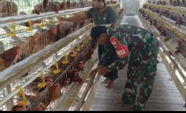 Babinsa Pandawan Dampingi BUMDes Serumpun Kembangkan Ternak Ayam Petelur