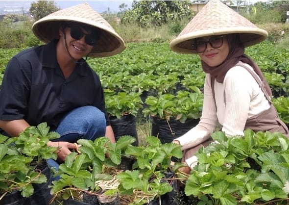 Lebaran Hari Kedua, Lumbung Stroberi Batu Tetap Ramai: Wisatawan Serbu Meski Belum Panen Raya