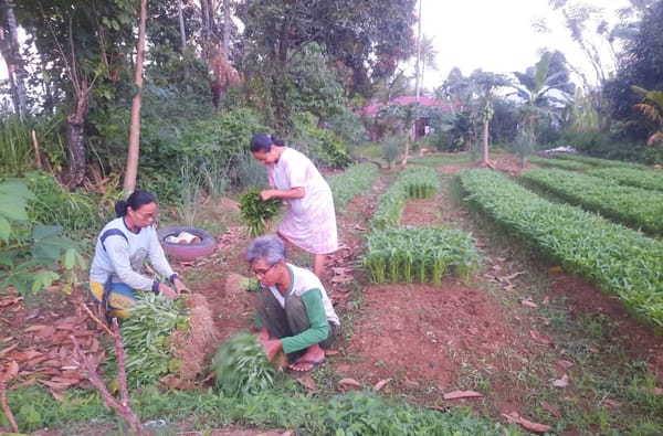 Lebaran Semakin Dekat, Petani Korban Bencana Banjir dan Longsor Mulai Panen