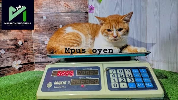 DKP3 Depok, minta Pemilik Hewan Perhatikan Fasilitas Tempat Penitipan