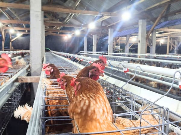 DKPPP Jember Siaga! Rapid Test AI Gratis untuk Lindungi Peternak Unggas