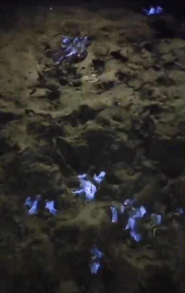 Api Misterius di Tepi Sungai Kapuas Padam, Polisi Tetap Siaga