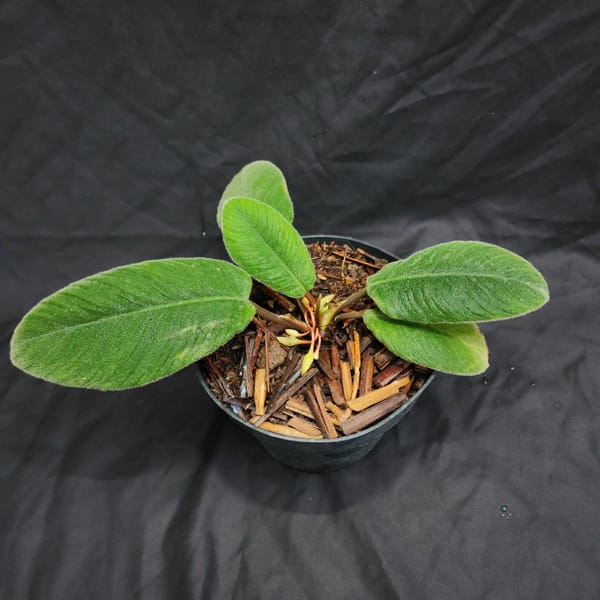 Spesies Baru Homalomena lingua-felis Endemik Sumatra Utara, Daunnya Mirip Lidah Kucing