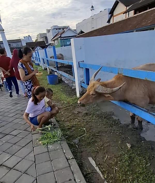 Sejarah dan Asal Usul Kebo Bule Keraton Surakarta