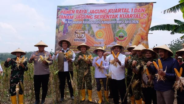 BULOG Dukung Panen Raya Jagung di Blora, Perkuat Swasembada Pangan Nasional