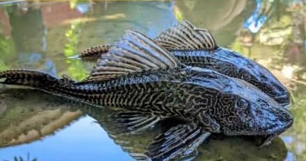 Ancam Kesehatan dan Ekosistem Sungai, Gubernur Pramono Berburu Ikan Sapu -Sapu di Kali Jakarta