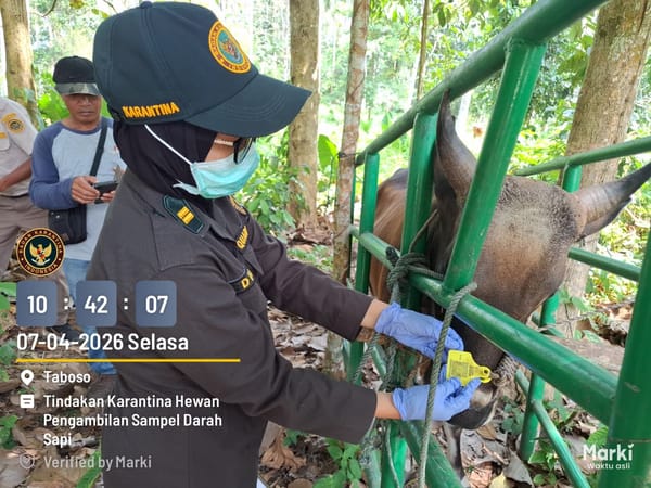 Jelang Idul Adha Karantina Malut Perketat Pemeriksaan Sapi Yang Akan Dilalulintaskan