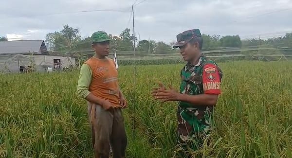 Babinsa Turun ke Sawah, Perkuat Lini Depan Swasembada Pangan di Palangka Raya