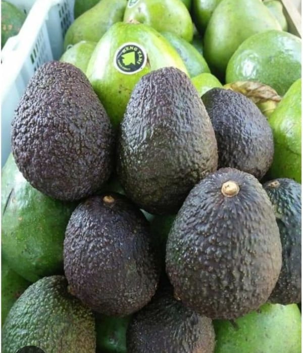 CooSAE Dorong Alpukat Hass Jadi Komoditas Premium Pengganti Dominasi Apel dan Jeruk