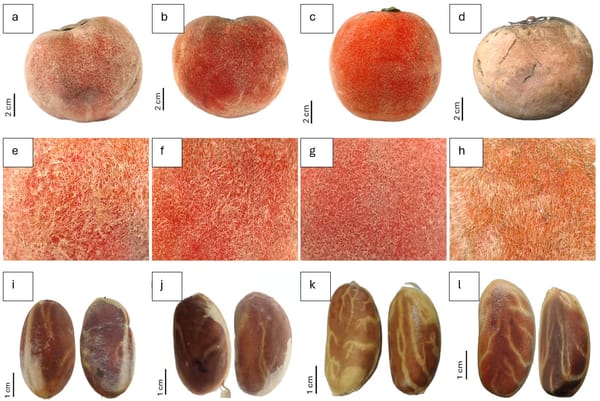BRIN Identifikasi Subspesies Baru Bisbul Asal Papua