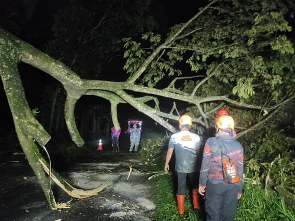 BPBD Jember Evakuasi Pohon Tumbang di Sukowono