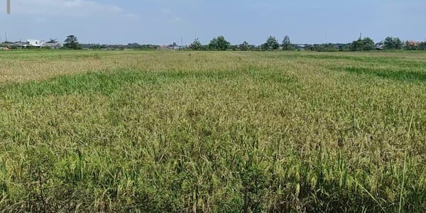 Panen Padi Kendal Terpuruk, Petani Rugi Akibat Cuaca Buruk