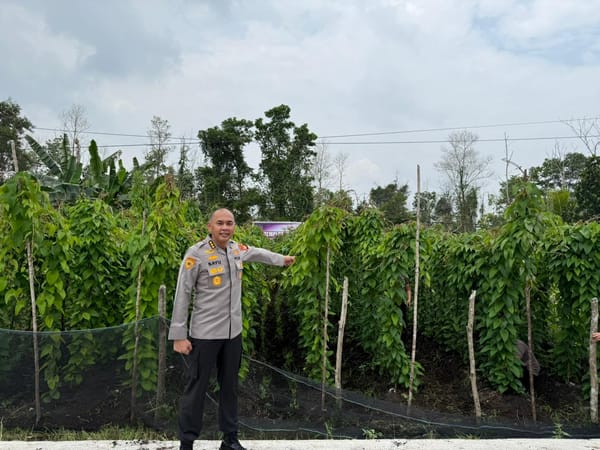 Uwi Ungu Tumbuh Subur, Polda Kalbar Genjot Pangan Alternatif