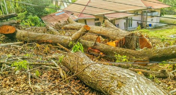 Empat Pohon Mahoni di Kelok Macan Sawahlunto Ditebang, Warga Soroti Dugaan Pelanggaran dan Ancaman Longsor
