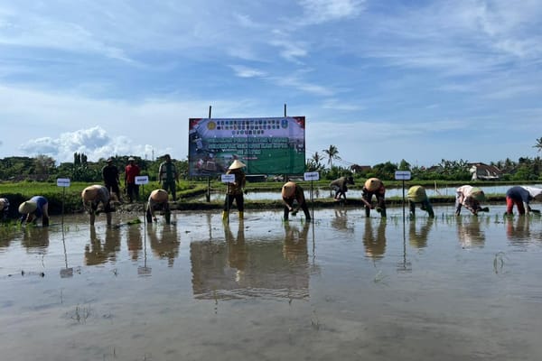 Banyuwangi Percepat Tanam Padi Serentak, Hadapi Kemarau Panjang