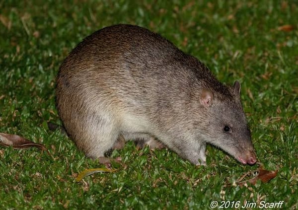 Tikus Jadi Ancaman, Diskes Depok Ingatkan Warga Waspadai Penyebaran Hantavirus