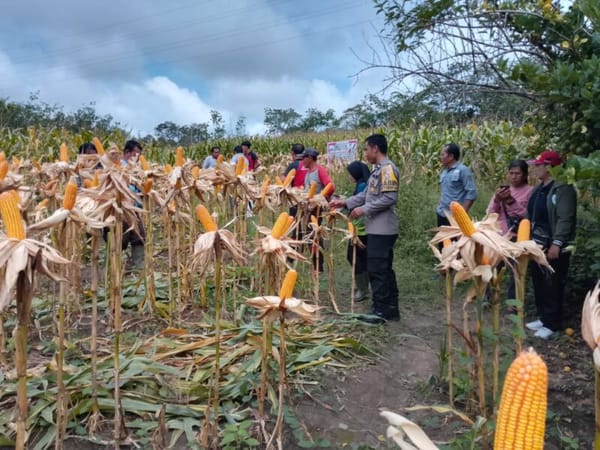 Panen Jagung 6 Ton di Landak, Bukti Desa Bisa Jadi Kekuatan Baru Ketahanan Pangan