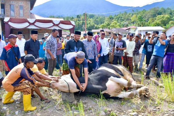 Bupati Agam Hadiri Penyerahan dan Penyembelihan Hewan Kurban Bantuan Presiden di Malalak