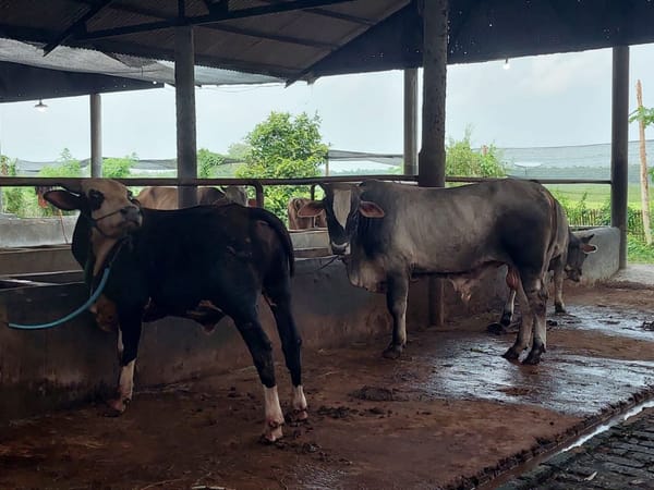 Jelang Idul Adha Peternak Sapi di Pati Tuai Lonjakan Permintaan