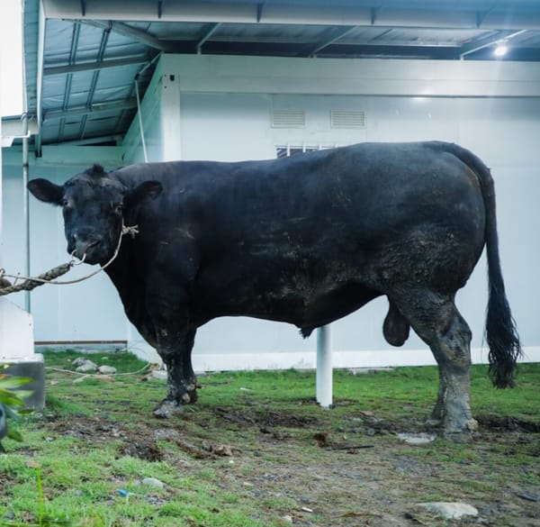 Sapi Angos Seberat 906 kg untuk Masyarakat Terdampak Bencana Tanah Gerak di Huntara