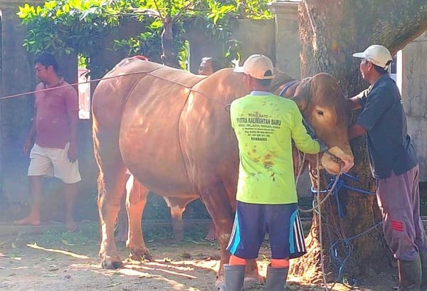 Sapi Jumbo Jenis Limosin Banpres untuk Warga Desa Kumendung Dipotong di Hari Kedua