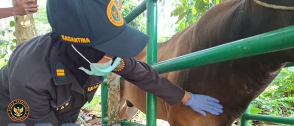 Karantina Maluku Utara Tingkatkan Pemeriksaan Sapi Yang Akan Dilalulintaskan Maupun Untuk Qurban