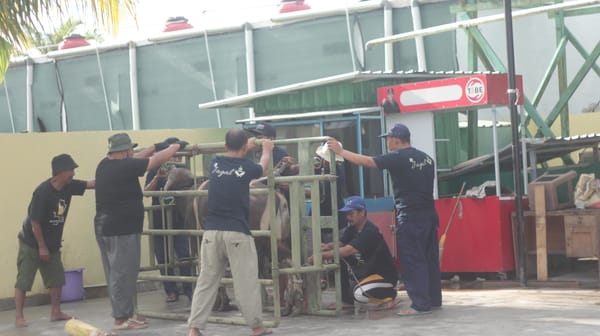 Sebelas Hewan Kurban Disembelih, Suasana Iduladha di Masjid Ar-Rasyid Penuh Kebersamaan