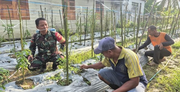 Wujud Kepedulian TNI, Babinsa Bantu Perawatan Tanaman Cabe Milik Warga