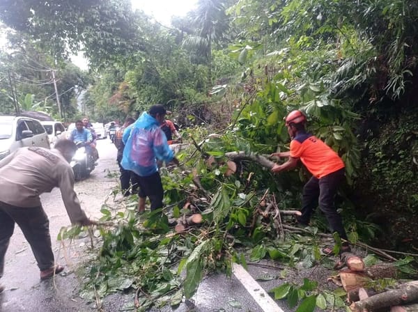 Hujan Disertai Angin Kencang, Pohon Tumbang Putus Akses Padang–Painan