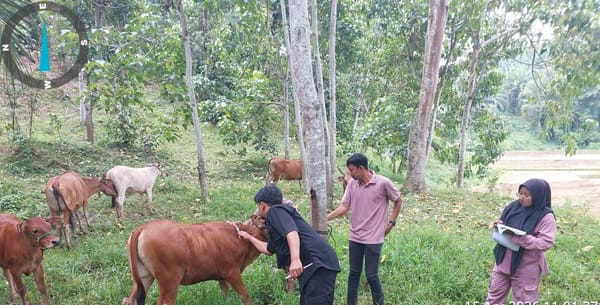 Pemko Sawahlunto Kebut Vaksinasi Penyakit Mulut dan Kuku