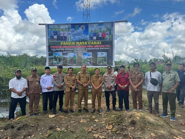Panen Raya Cabai di Sintang, “Biang Inflasi” Kini Jadi Harapan Baru Ketahanan Pangan